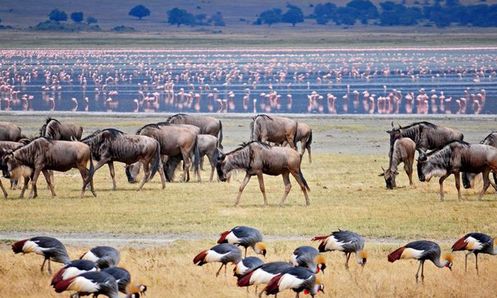 Lake Manyara 2