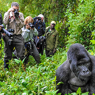 gorilla_trekking
